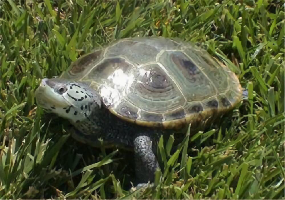 北部钻纹龟身份信息