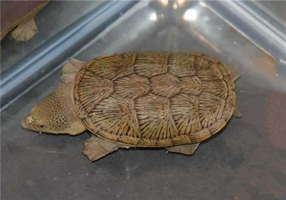 鹰嘴泥龟身份信息