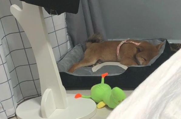 网友叫柴犬醒来去玩,它嫌冷不外出,穿衣服就拽了出来