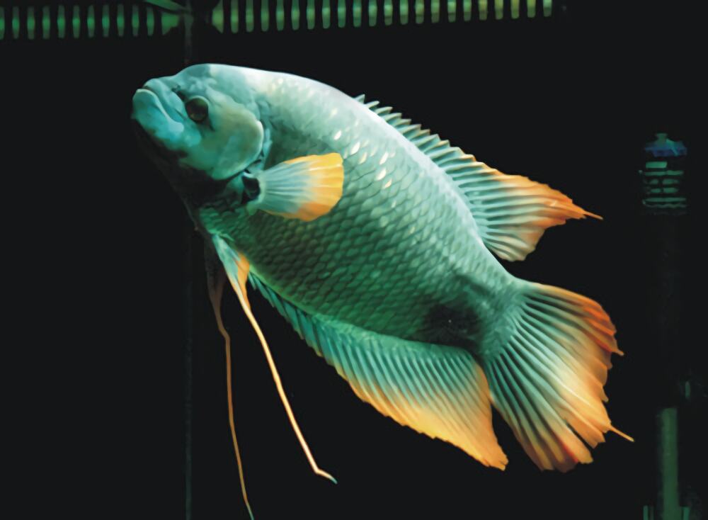 古战舰身份信息