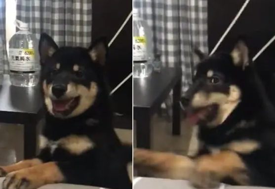 两只柴犬对骂却只见到1只狗,爸爸卖力“汪汪”超有天分