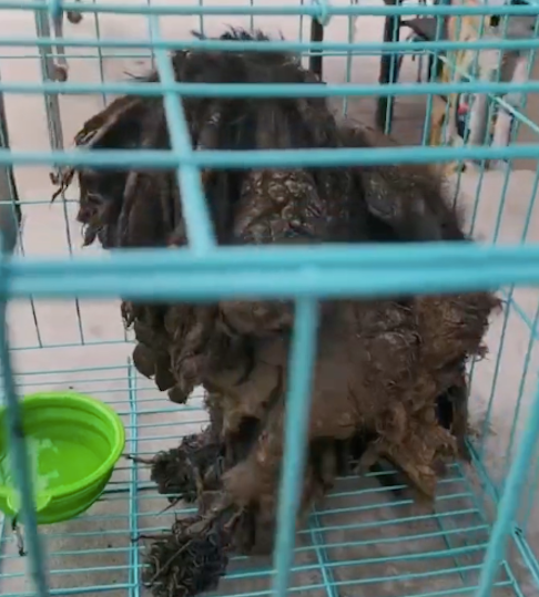 流浪狗穿着厚重的铠甲,女士救助送到宠物店,幸运当天就被领养!