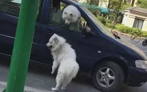 同狗不一样命,失踪萨摩耶每天街边彷徨等候主人,狗狗:主人你在哪里