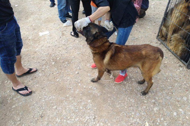 一只五岁的马犬商贩仅500元出售,男子却觉得价格高了!