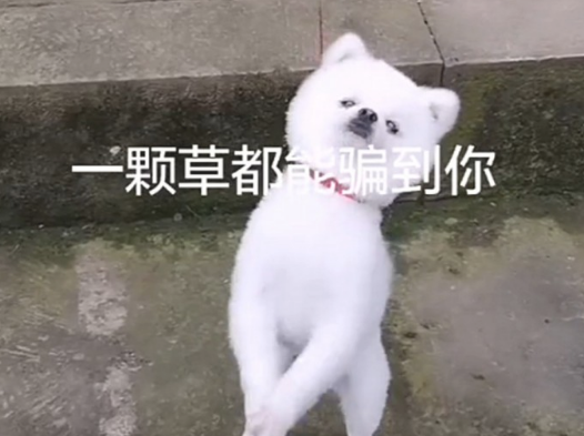 主人家把牵引绳拴草上,狗子逢人就拜手作揖,狗:大哥放开我啊
