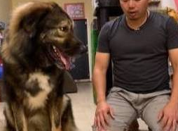 狗狗在家挖出一把钞票,男主人回家秒跪,女主人:今晚加菜