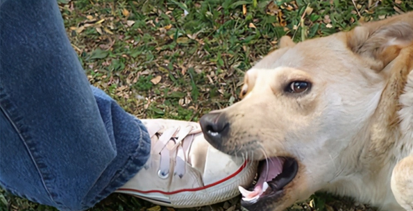 路上被狗咬时把狗踢死了,是否需要负法律责任《民法典》告诉你