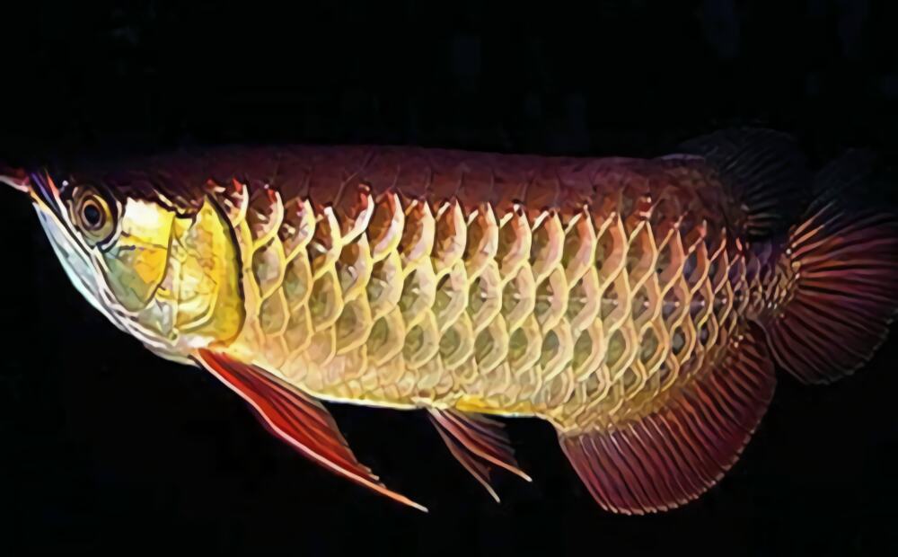 金龙鱼身份信息