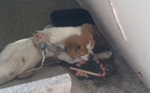 差点被饿死,戴着牵引绳的流浪狗,获救时,已经没有站起来的力气