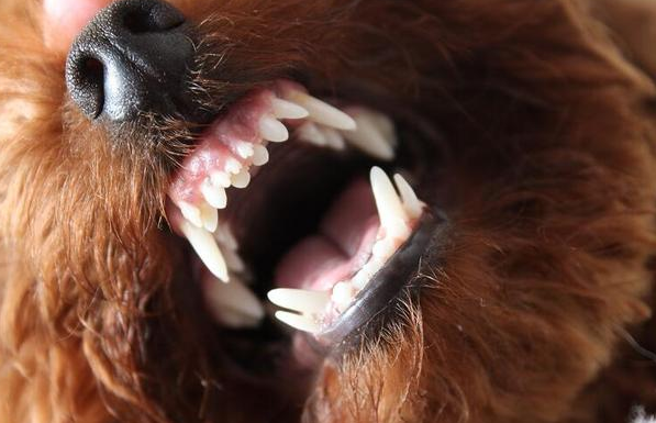 泰迪犬出現这5种个人行为,表明它要反抗你了,小心咬你!