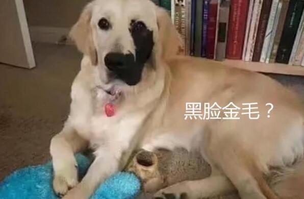 狗狗因胎记遭前主人抛弃, 女孩像捡到宝一样带回家, 1年后大变样
