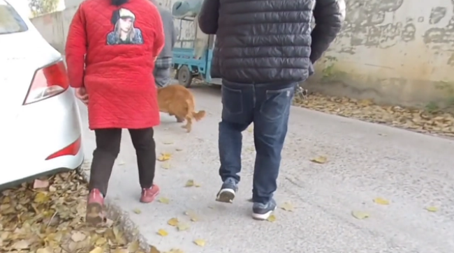 眼看金毛上狗肉车,大哥急忙制止,面对狗主问价,大哥:比上锅强