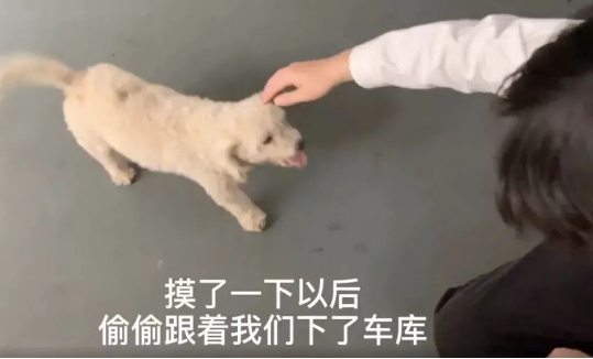 旅游时被一只狗狗赖上,带回家后才发现:捡到宝了!