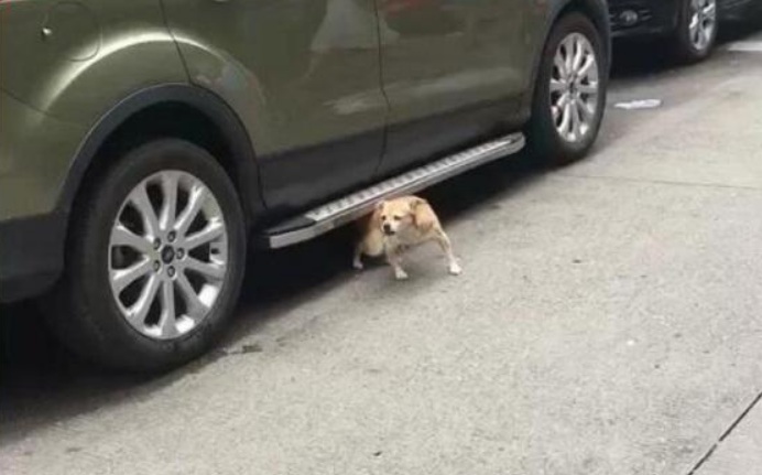 狗狗跑进底盘,本认为要挠痒痒,結果天马行空的伸出车!