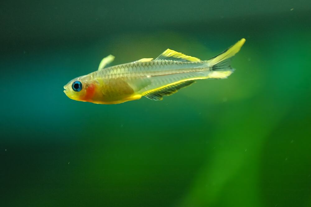 霓虹燕子身份信息