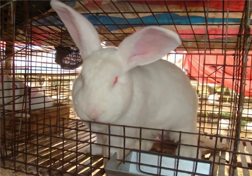 新西兰兔身份信息