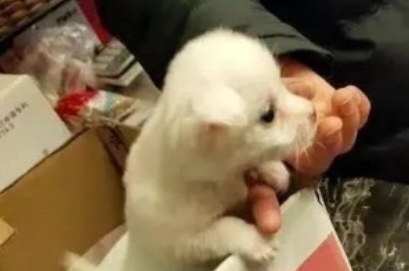 网友下楼丢垃圾,结果却捡到一只小狗!