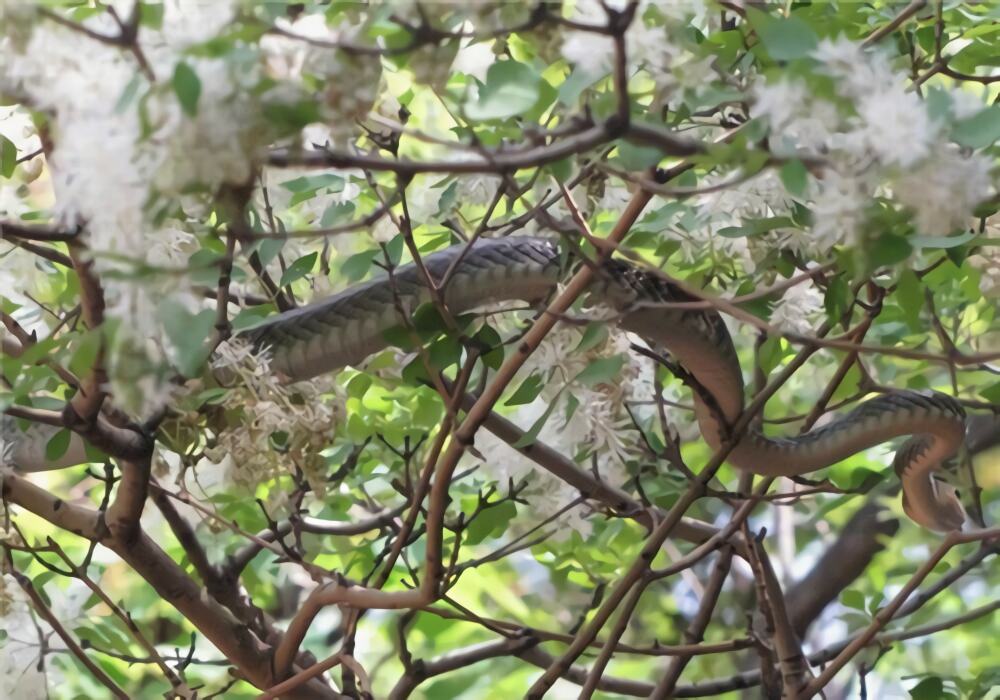 乌梢蛇身份信息