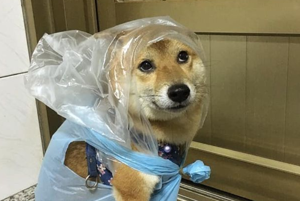 柴犬雨天非要出门,结果被垃圾袋套头,柴柴的笑容瞬间消失了