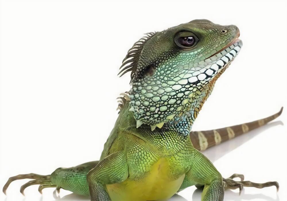 翠绿蜥身份信息