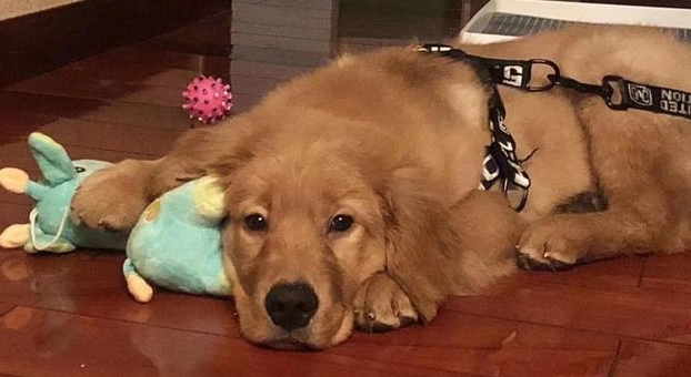 金毛犬被不良托运害死,肇事公司只肯赔6千,狗的生命不值钱?