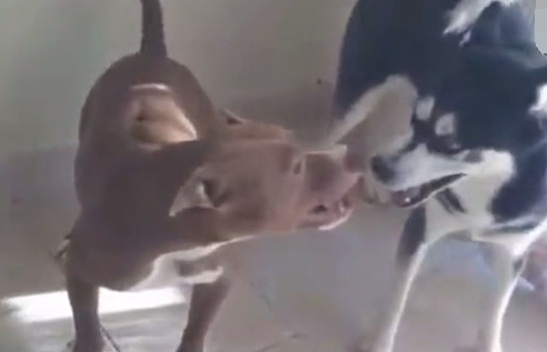 二哈跟恶霸犬打架斗殴,二哈:你敢打我,我也敢亲你!