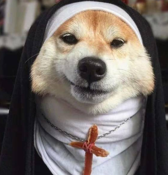 铲屎官脑洞大开,柴犬变修女,这邪魅一笑太帅了!