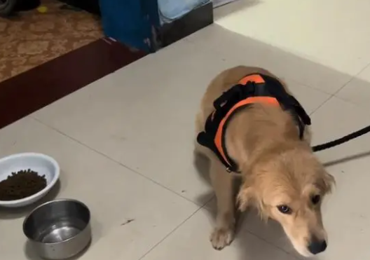 主人没时间,金毛犬就要送人,狗主:狗免费,要补点狗粮钱