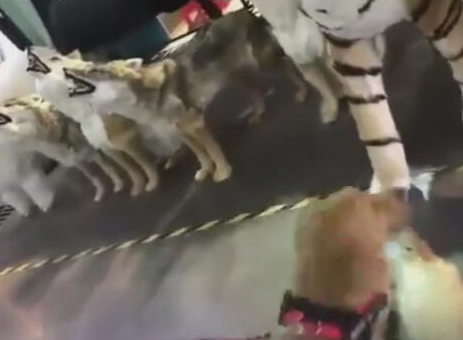 狗狗淡定从容适应假狼,却被假老虎狮子吓坏,狗脸都被丢光了!