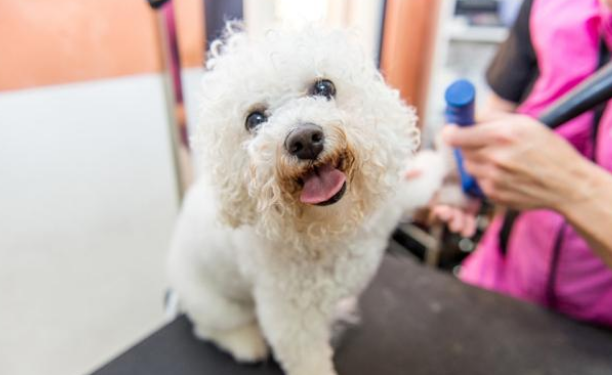 同为比熊犬,命运竟千差万别,流浪比熊的眼里满是羡慕!