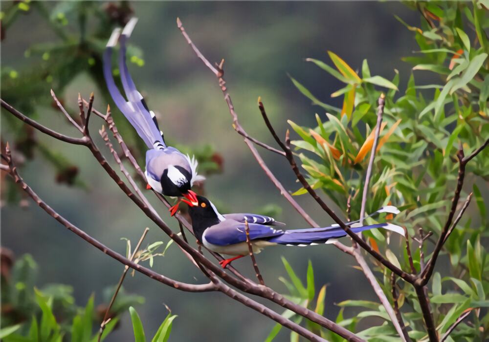 红嘴蓝鹊身份信息