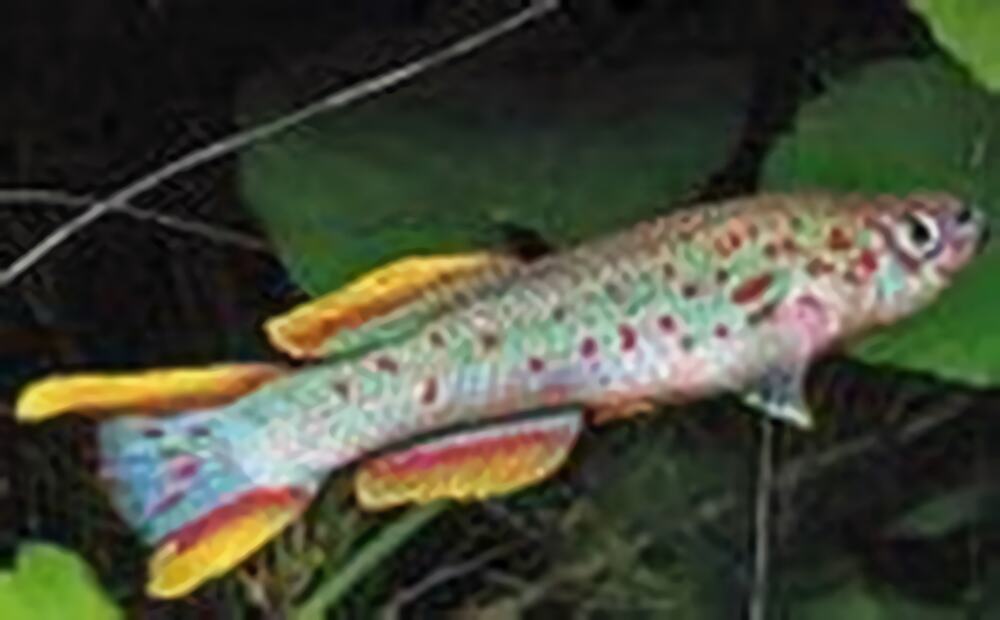 五彩琴尾鱼身份信息