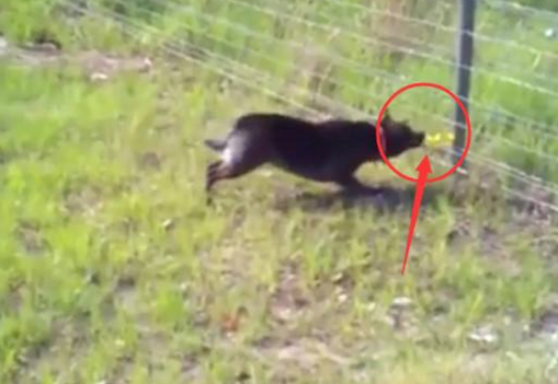 狗狗被电网电时,就和电网杠上了,下面请操纵好自身的嘴巴!