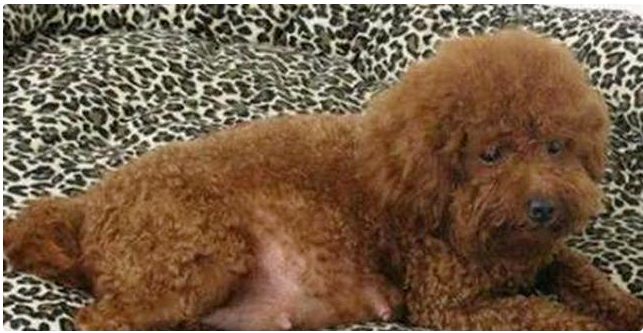 泰迪生了一窝小狗，主人一看却哭了：这是生的什么狗！