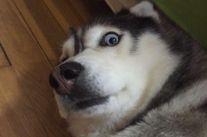 这就是别人家的狗子吗？看完柠檬了