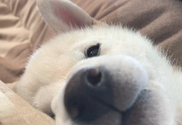 柴犬很有可能全是吃讨人喜欢成长的,自小就会有一张痊愈力100分的圆脸