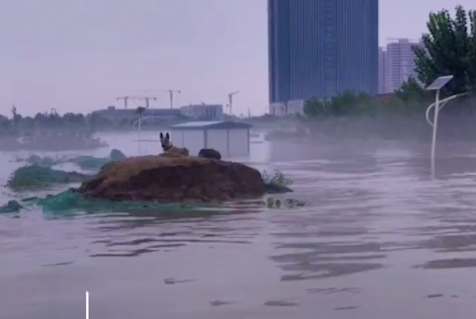 狗守在孤岛上不愿走,救援人员最后巡逻仍带不走,忠诚!