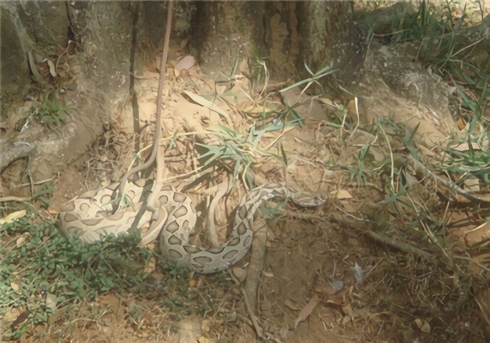 圆斑蝰身份信息