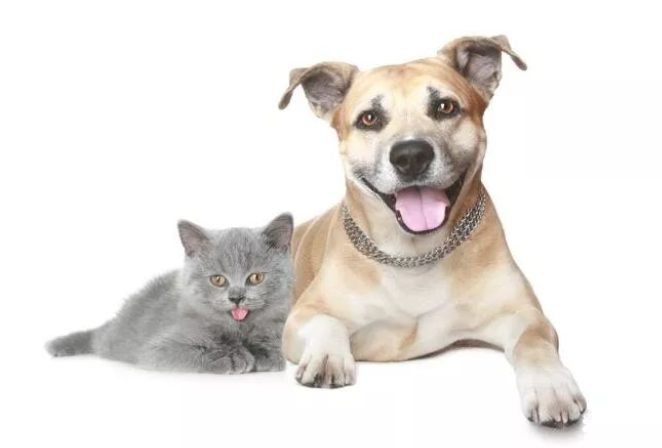 小狗误闯猫咪领地被围困,狗妈妈奋力营救!