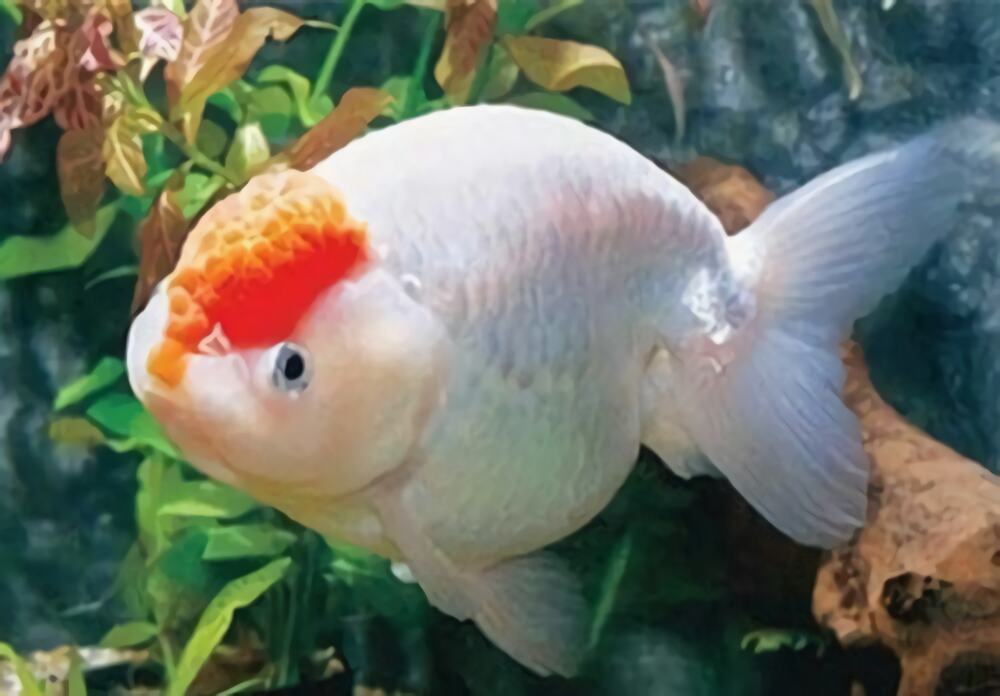 元宝红身份信息