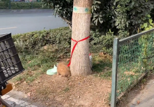 带着全部家当,被人遗弃在小区门口的漂亮小狗