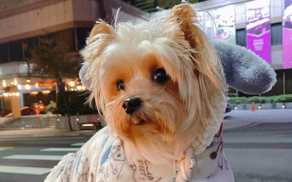 男子荒唐遗弃养了9年的狗,美容师精心照顾让它重生,变成白天使