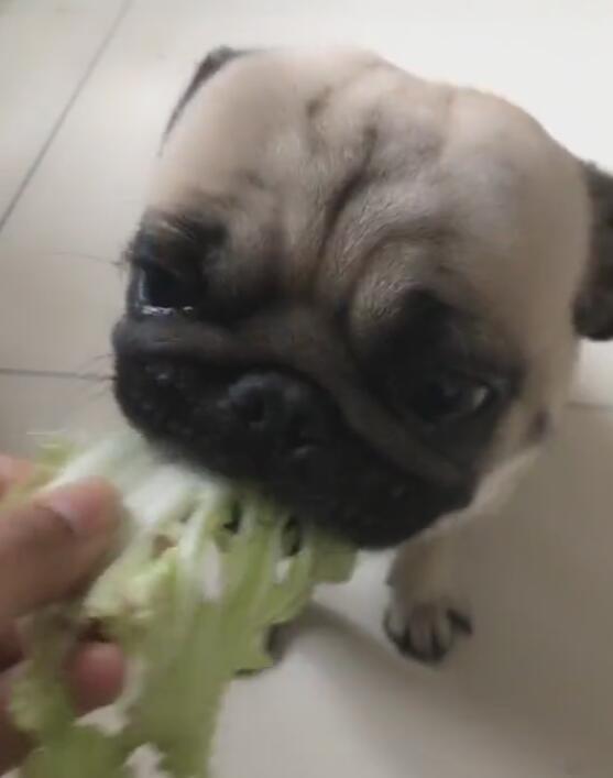 狗狗把青菜当饭后水果,吃饱饭以后,务必要吃颗大白菜!