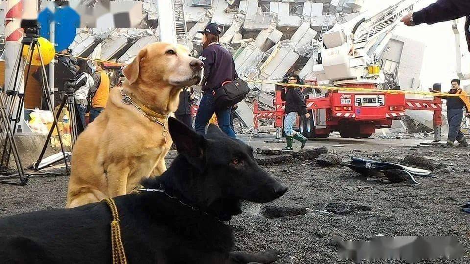 搜救犬突患大病,需捐血和手术费,消息发出后竟一天就凑够