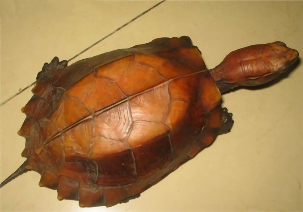 刺山龟身份信息