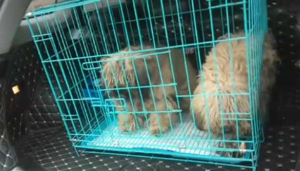 不仅对它们不管不顾,狗主还把泰迪卖狗肉馆