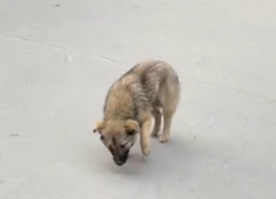 狗狗脖子被割烂受伤,却不让任何人靠近施救