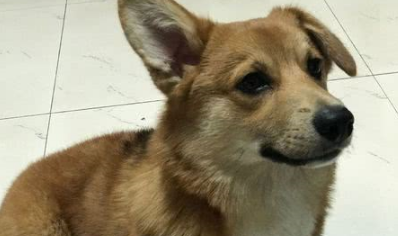 在家里熬夜上网，狗狗陪在身边睡得很甜，睡醒后很奇怪地看着我