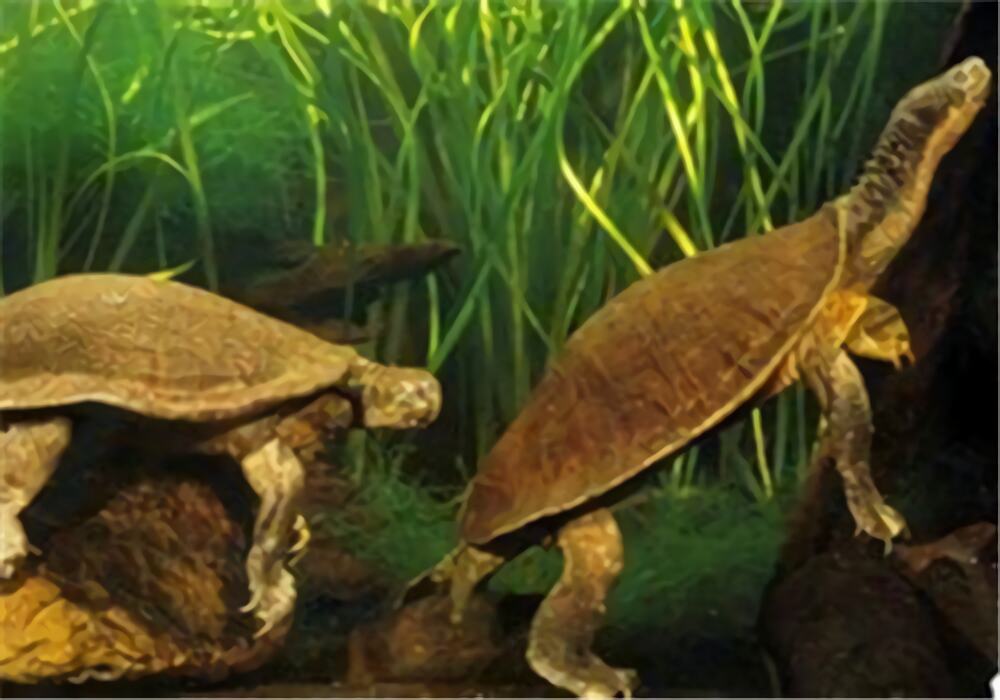 费兹洛河龟身份信息