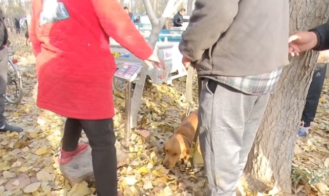 眼看金毛上狗肉车,大哥急忙制止,面对狗主问价,大哥:比上锅强